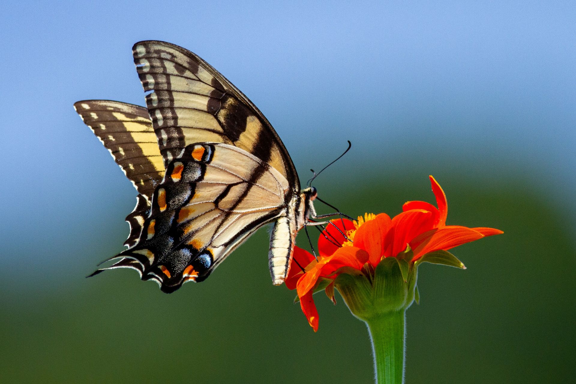 A yellow and black swallowtail butterfly with wings spread perched on a bright orange flower against a soft blue and green blurred background