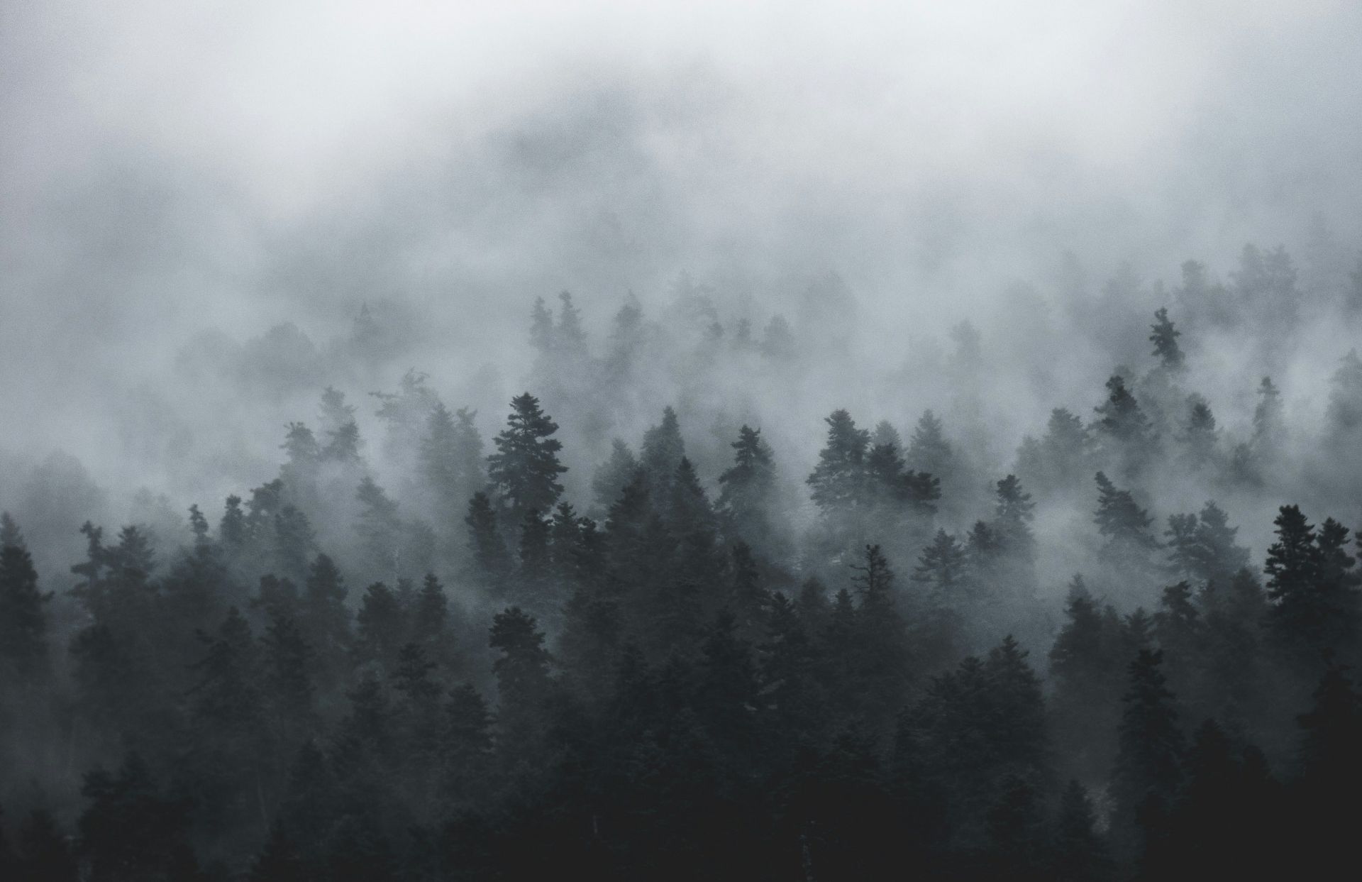 A dense pine forest on a hillside with thick white fog and low clouds rolling through the treetops creating a moody grey atmosphere