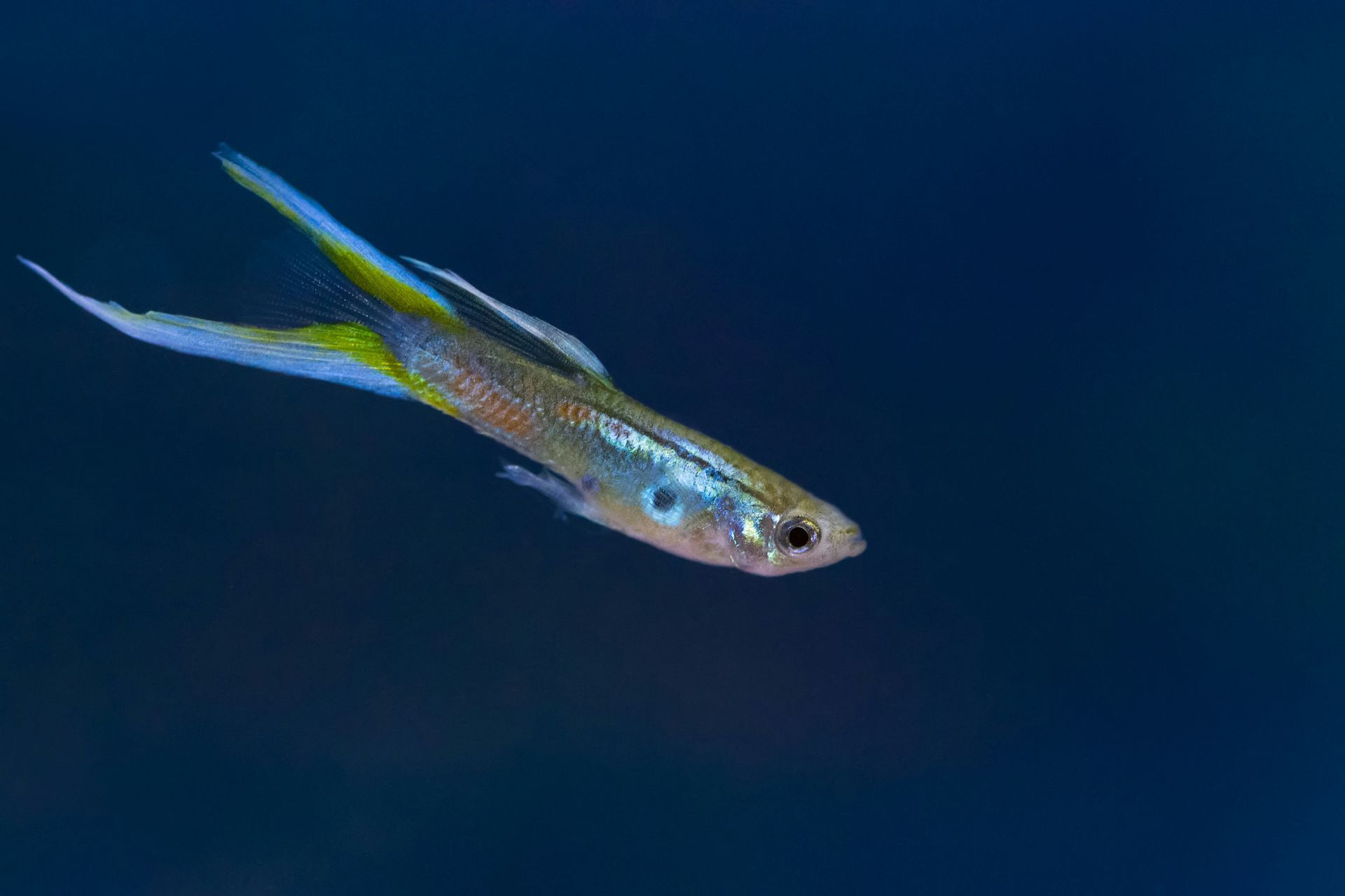 A small iridescent guppy fish with flowing yellow-green fins swimming against a deep dark blue background