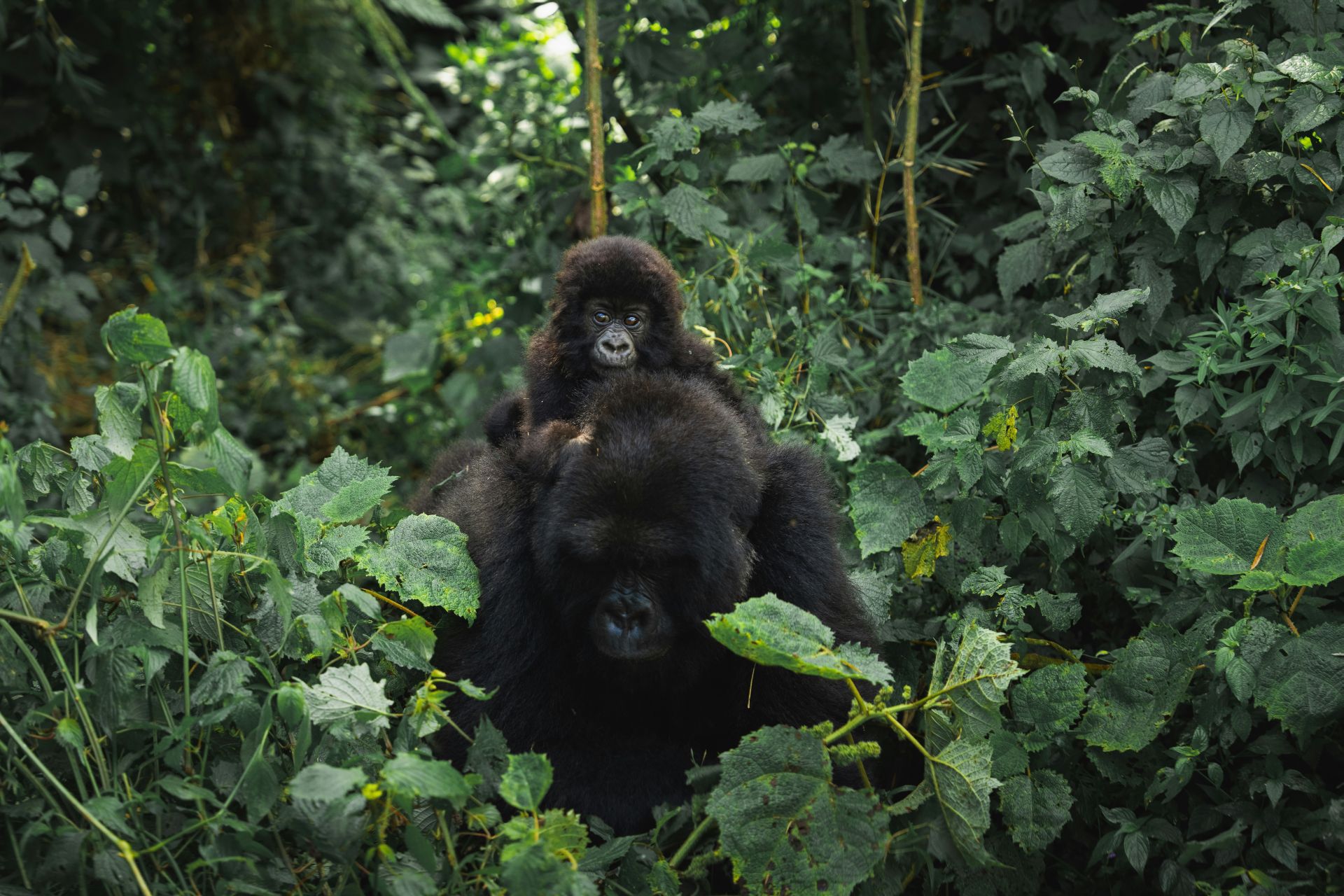 A baby mountain gorilla riding on the back of an adult gorilla surrounded by dense green jungle vegetation, looking toward the camera