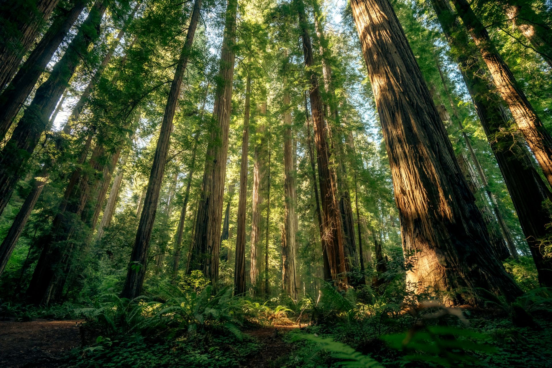 A towering redwood forest viewed from ground level looking up, with golden light filtering through massive ancient tree trunks and ferns below