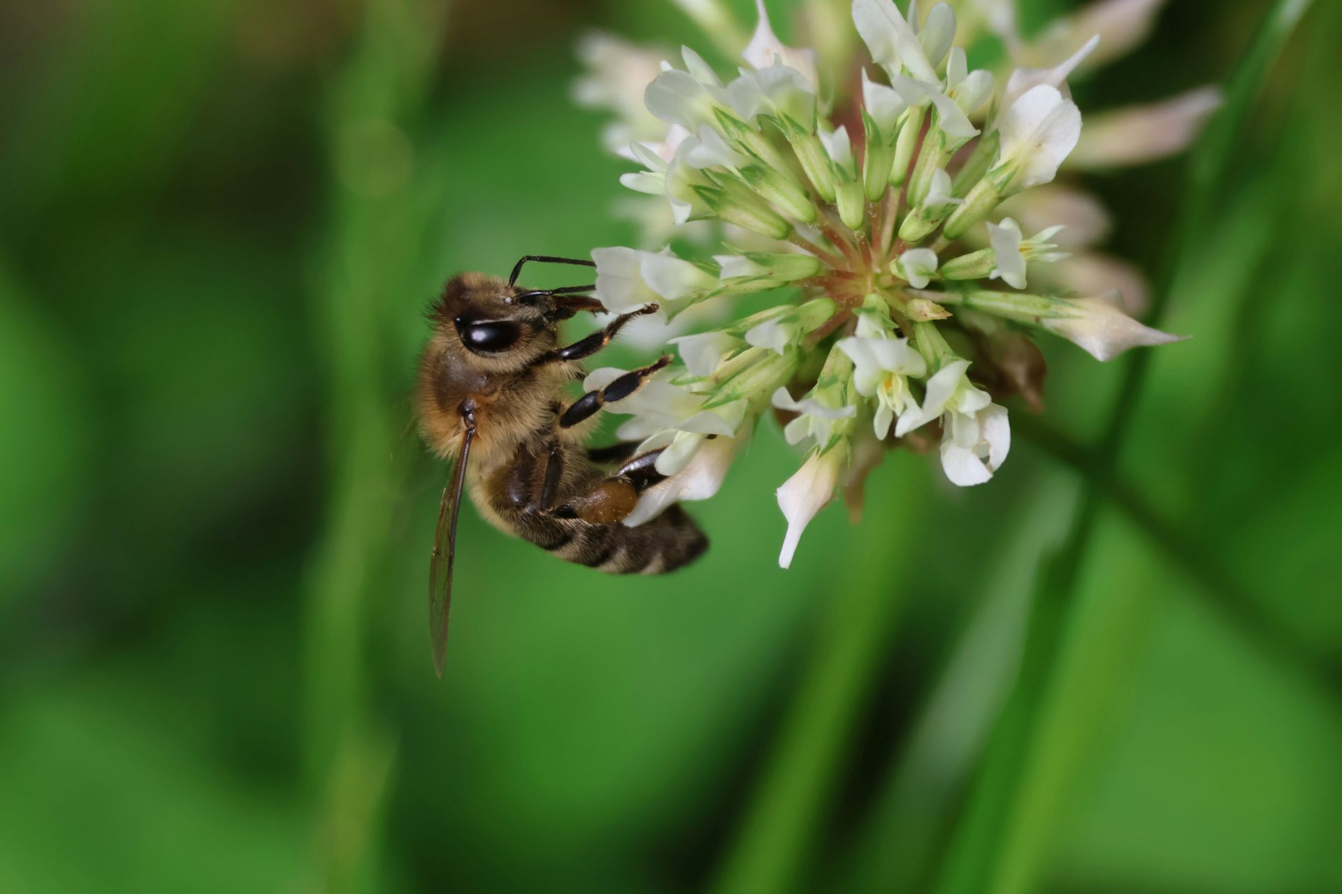 A honeybee clinging to a white clover flower ball in close-up profile against a soft blurred green background
