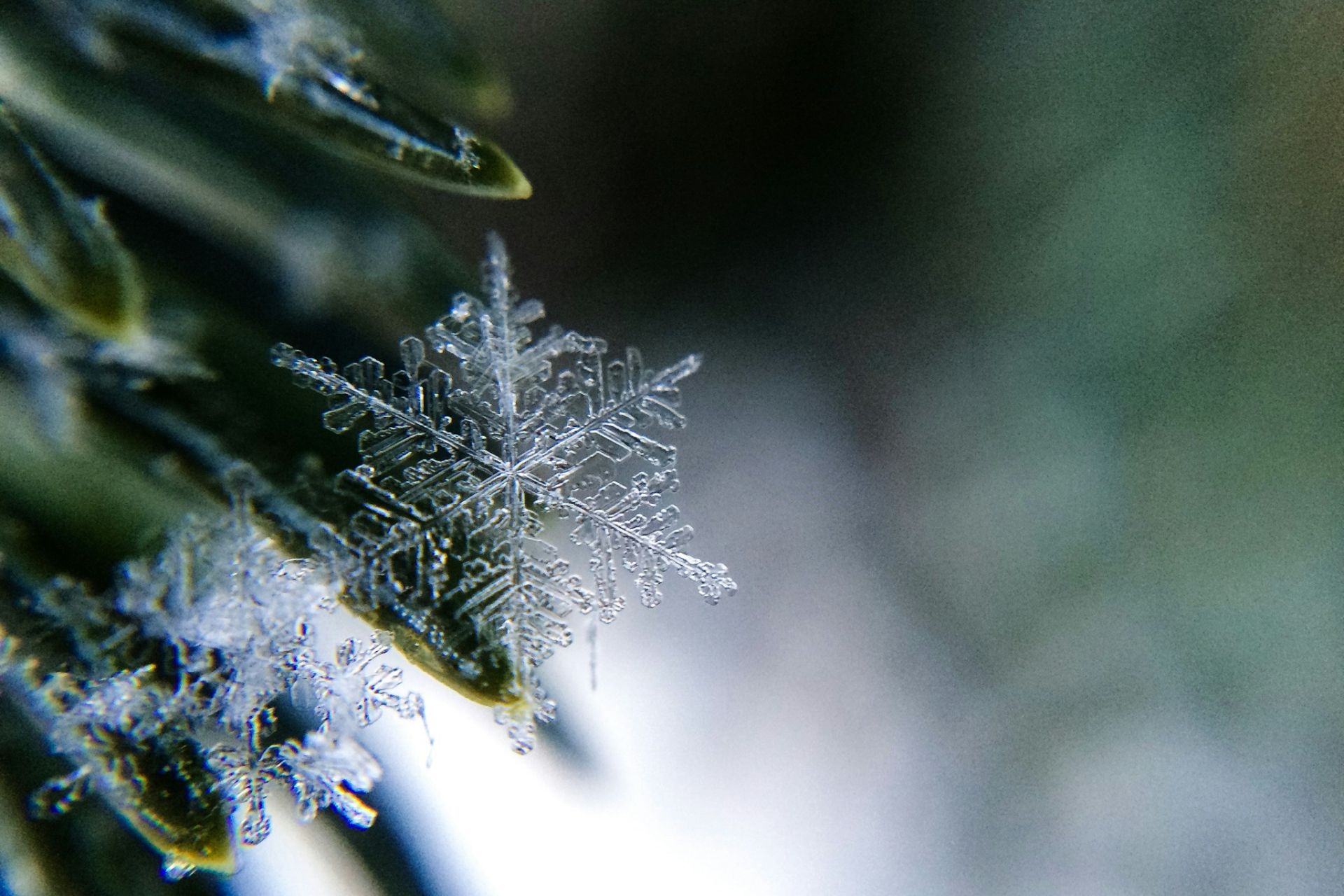 Two intricate snowflake crystals resting on a dark pine needle showing delicate six-sided geometric structure against a soft grey background